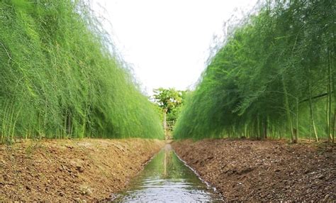 蘆筍種植深度